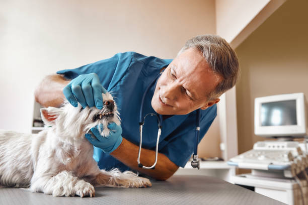 Best Emergency Dental Care for Abscessed Tooth in California, MD